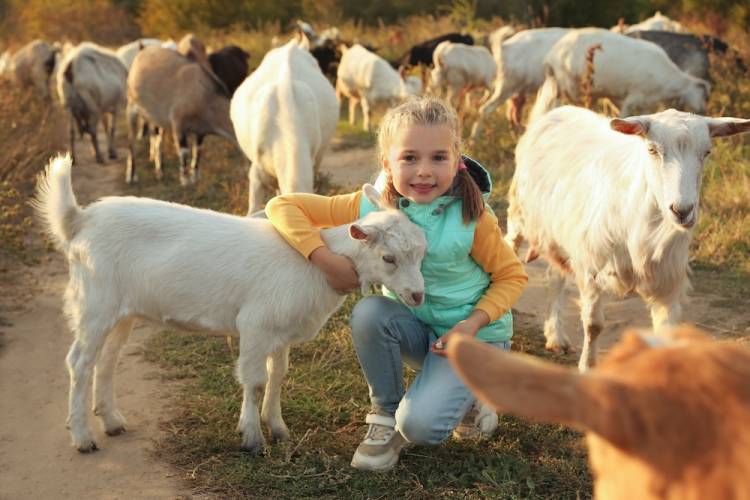 little girl hugging a goat