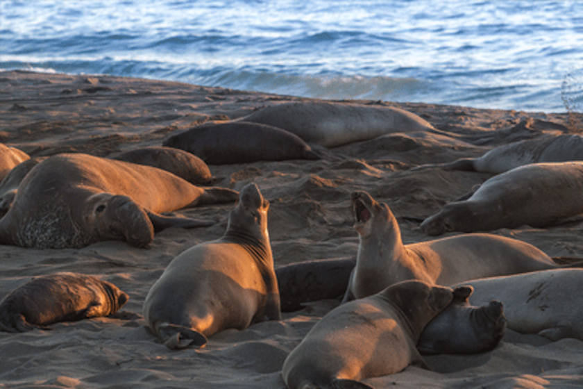 elephant seals on beach in Cambria, Ca.