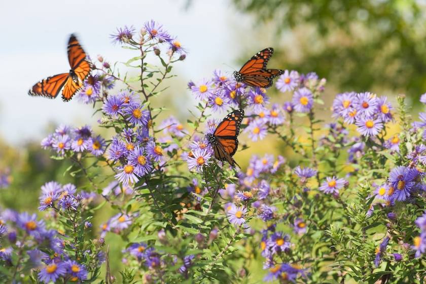 monarch butterflies on flowers
